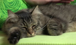 猫咪爱看的视频,揭秘它们最爱的视频内容